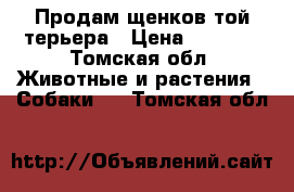 Продам щенков той терьера › Цена ­ 3 000 - Томская обл. Животные и растения » Собаки   . Томская обл.